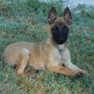 Asa · Hembra Malinois