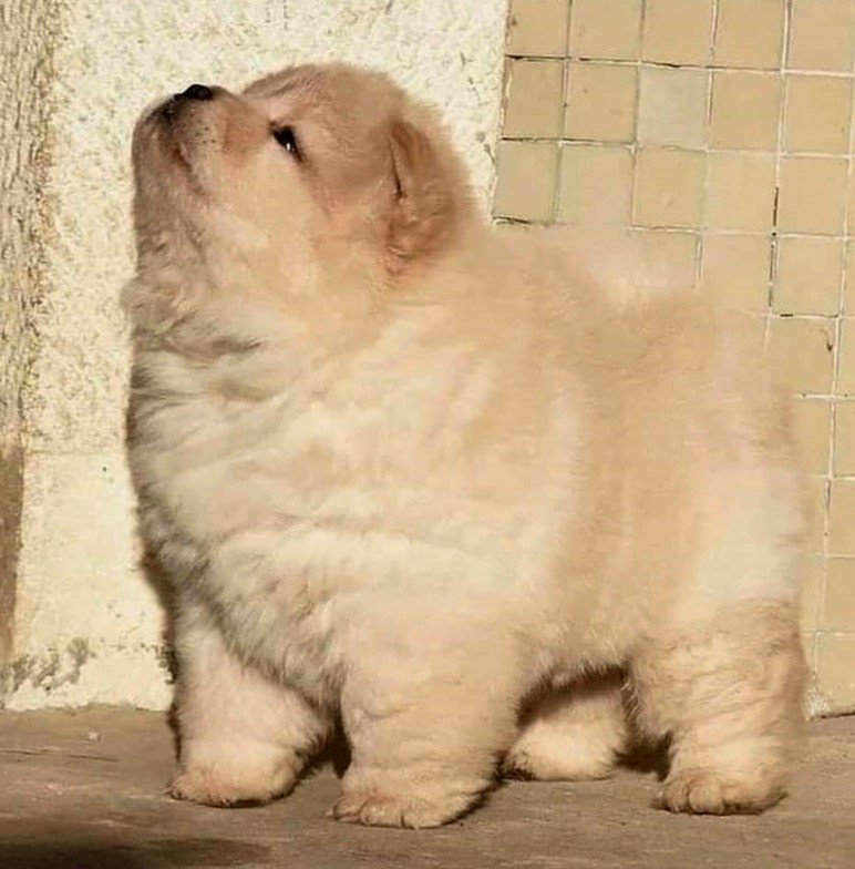 Chow Chow