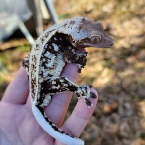 Gecko Crestado #GE412 · 199 €