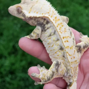 Gecko Crestado #GE262212