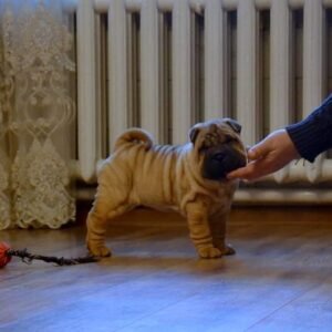 Lily · Hembra Shar Pei