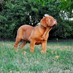 Lola · Hembra Dogo de Burdeos