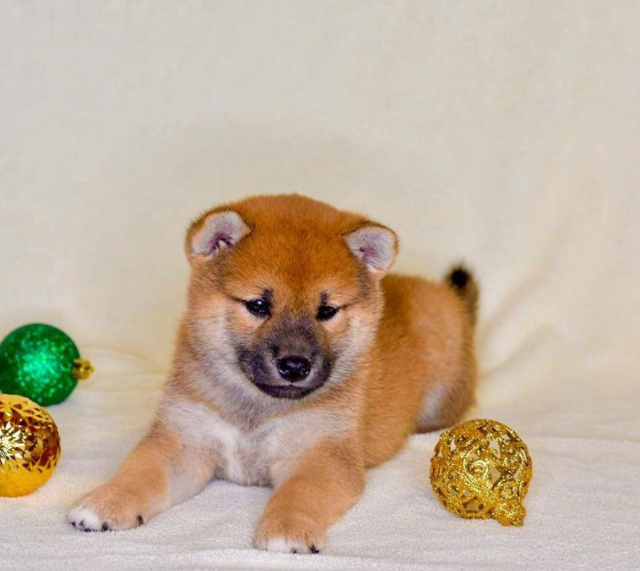 Shiba Inu