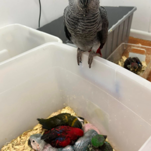 Pepe · Loro Gris Africano · Macho · 1 año