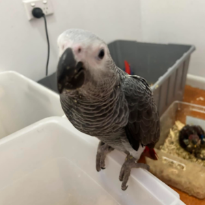 Rio · Loro Gris Africano ·Macho · 6 meses