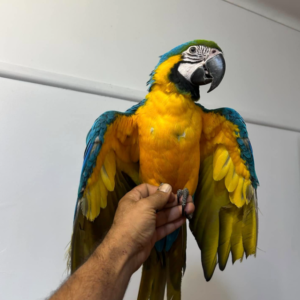Lalo - Macho de Guacamayo Azul y Amarillo de 1 año