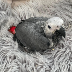 Paco · Loro Gris Africano · Macho · 3 meses