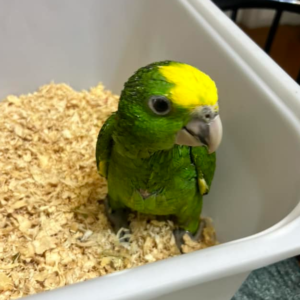 Pipo - Macho de Loro Amazónico de Cabeza Amarilla Doble de 6 meses
