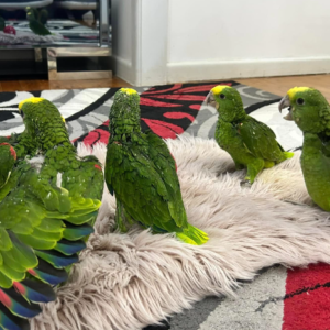 Mambo - Macho de Loro Amazónico de Cabeza Amarilla Doble de 1 año