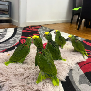 Bella - Hembra de Loro Amazónico de Cabeza Amarilla Doble de 1 año