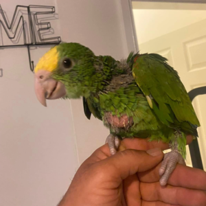 Luna - Hembra de Loro Amazónico de Cabeza Amarilla Doble de 3 meses