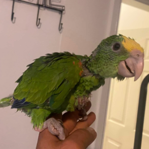Goyo - Macho de Loro Amazónico de Cabeza Amarilla Doble de 3 meses