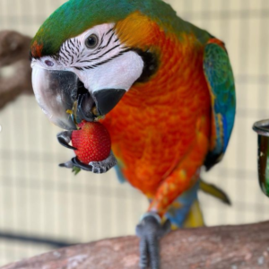 Vito - Macho de Guacamayo Catalina de 6 meses