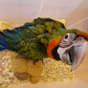 Chispa - Hembra de Guacamayo Catalina de 3 meses