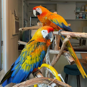 Tico - Macho de Guacamayo Catalina de 1 año