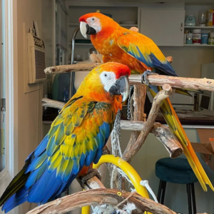 Dora - Hembra de Guacamayo Catalina de 1 año