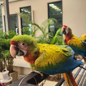 Alma - Hembra de Guacamayo Catalina de 6 meses