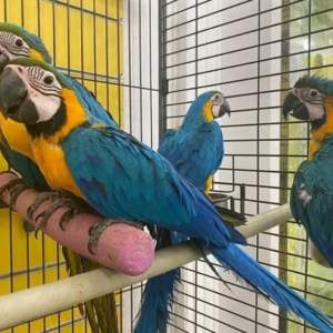 Nacho - Macho de Guacamayo Azul y Amarillo de 6 meses