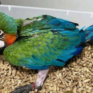 Lola - Hembra de Guacamayo Azul y Amarillo de 3 meses