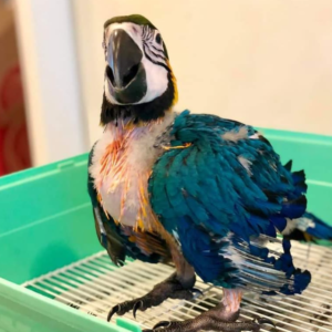 Zorro - Macho de Guacamayo Azul y Amarillo de 3 meses