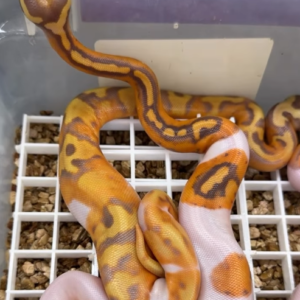 Pitón real · Black Pastel Ultramel Pied x Enchi Ultramel