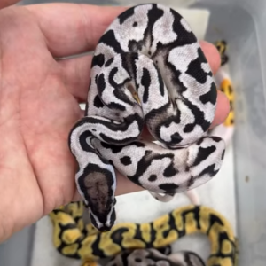 Pitón real · GCR Axanthic Pied x OD Firefly DH. OD Firefly Lightning Pieds