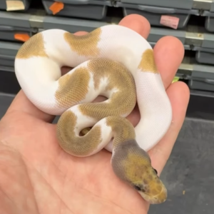 Pitón real · GHI Mojave Clown Pied