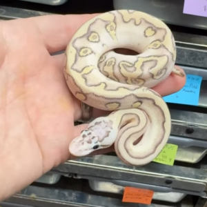 Pitón real · Cypress Firefly Lesser Crypton (YB)