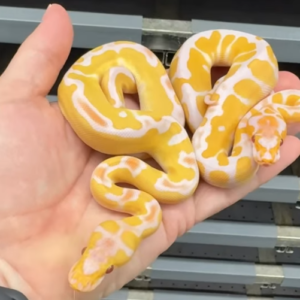 Pitón real · Lavender Clowns