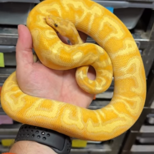 Pitón real · Banana Hurricane Spotnose Calico Yellowbelly Clown