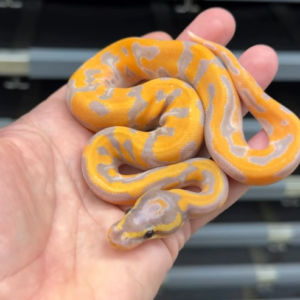 Pitón real · Orange Dream Enchi Coral Glow Pied
