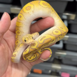 Pitón real · Cypress Firefly (Yellowbelly) Hypo Clown female