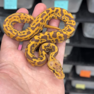 Pitón real · Pastel Leopard Confusion Ultramel