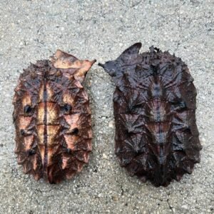 Tortuga Mata Mata Peruana (Darkest Peruvian Mata Mata)