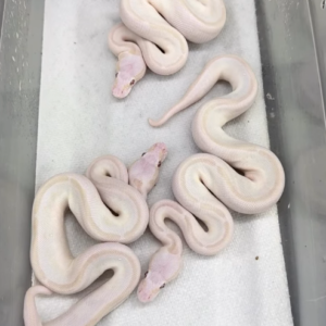 Pitón real · Lavender Butter Mystic = Red Eyed