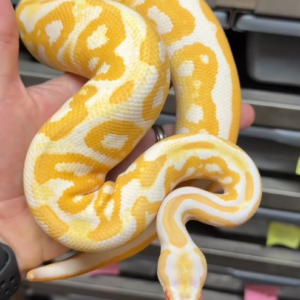 Pitón real · Black Pastel Leopard Albino