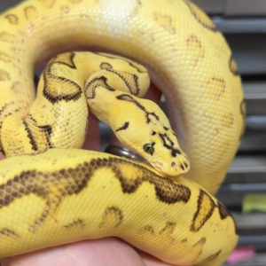 Pitón real · Pastel Enchi Calico Yellowbelly Clown