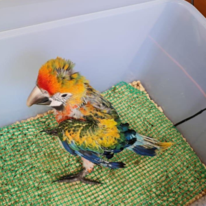 Ringo - Macho de Guacamayo Catalina de 3 meses