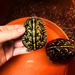 Florida Box Turtle (Tortuga de Caja de Florida) · 190 €