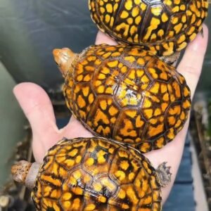 Eastern Box Turtle (Tortuga de Caja Oriental)