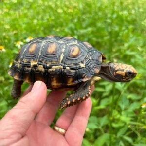 Tortuga de Patas Rojas Boliviana (Bolivian Redfoot Tortoise)