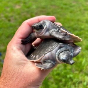 Fly River Turtle (Tortuga de Río Fly)