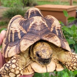 Tortuga Estrella de Birmania (Burmese Star Tortoise) – Macho adulto reproductor
