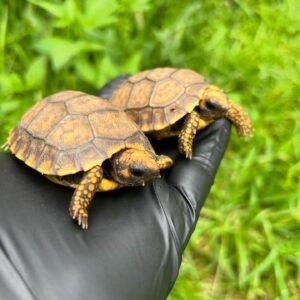Yellowfoot Tortoise hatchlings (Tortuga de Patas Amarillas)