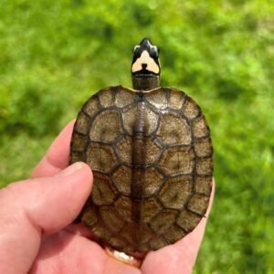 Tortuga de Madera Centroamericana (Central American Wood Turtle)