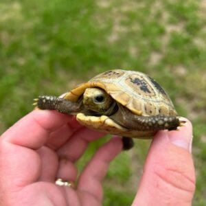 Elongated Tortoise (Tortuga Alargada)