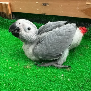 Loro · Loro Gris Africano · Hembra · 3 meses