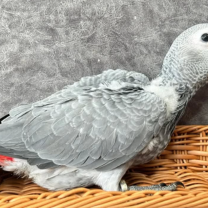 Bella · Loro Gris Africano · Hembra · 6 meses