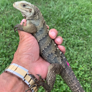 Monitores de Agua de Samar