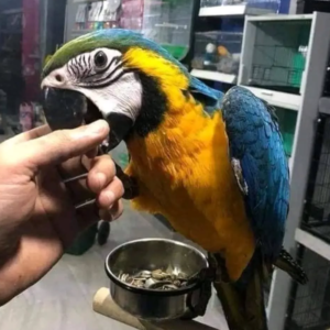 Bonita - Hembra de Guacamayo Azul y Amarillo de 1 año